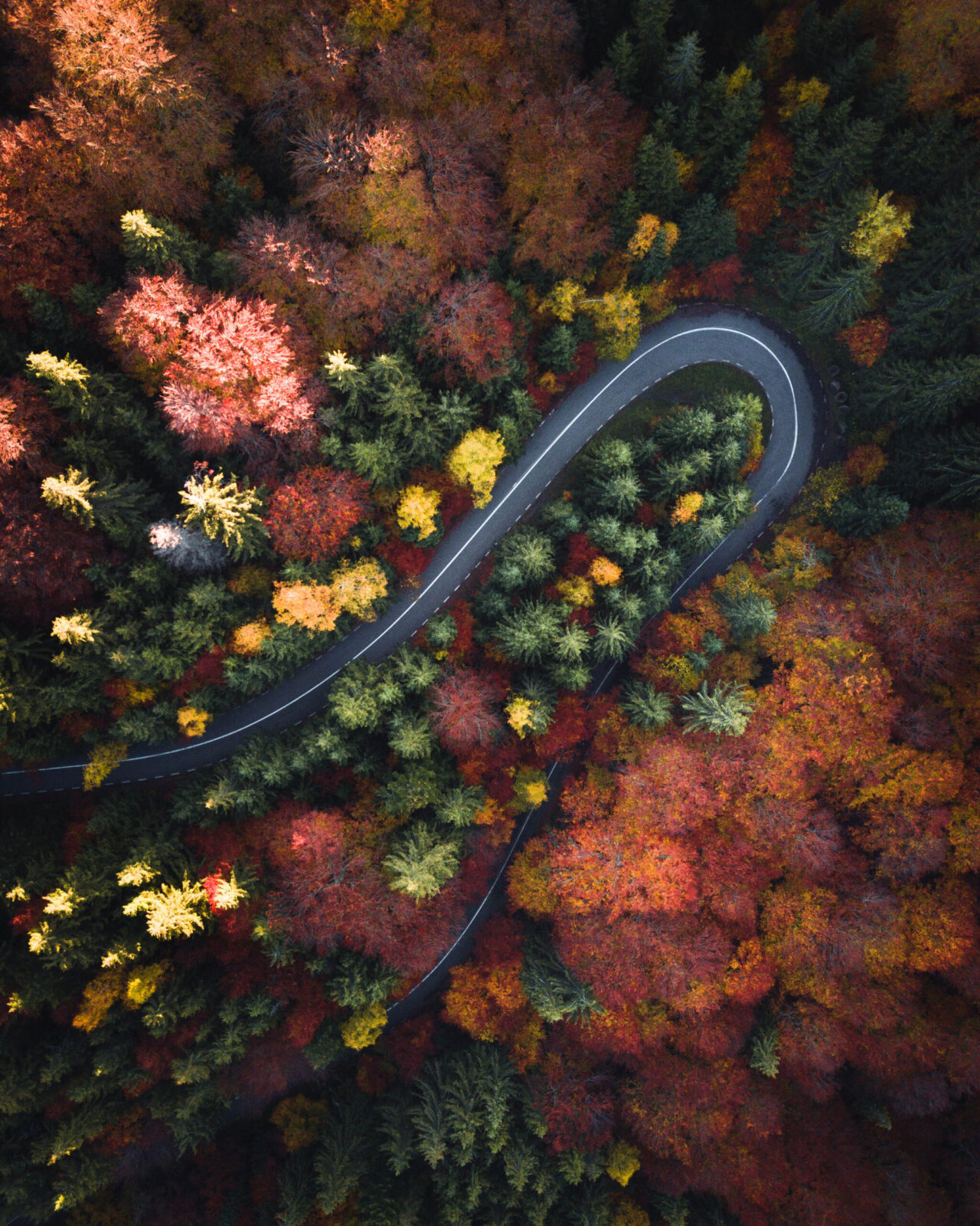 Winding Forest Road Surrounded by Vibrant Autumn Foliage